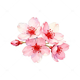 水彩樱花花卉插画设计素材