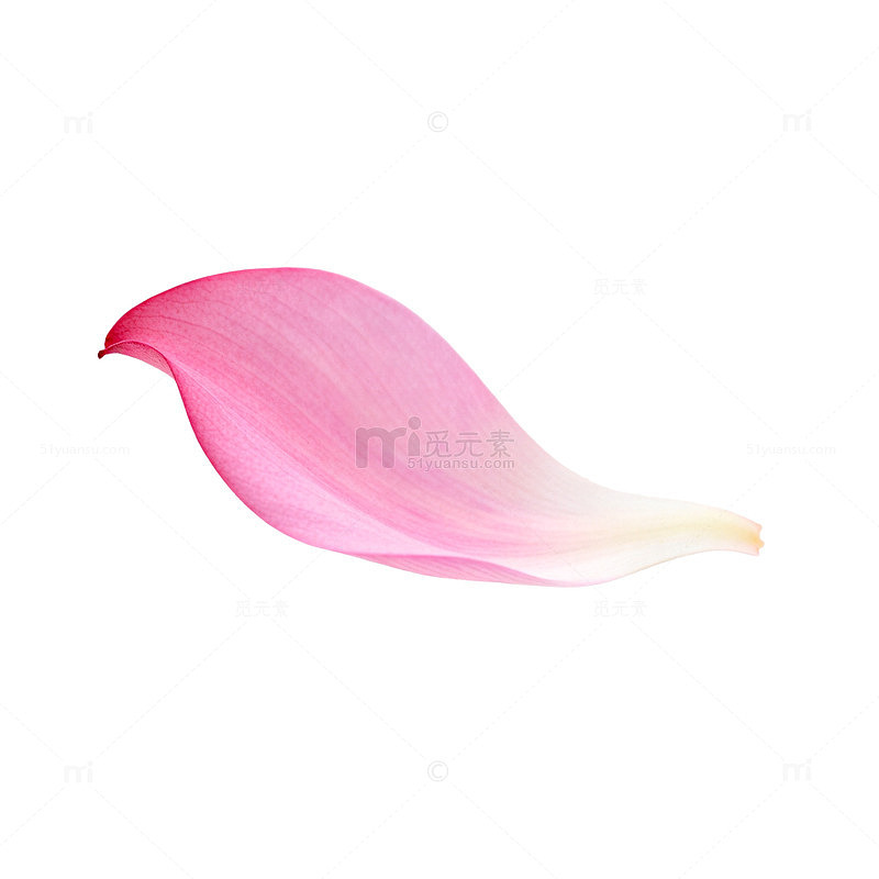 花瓣素材粉色优雅