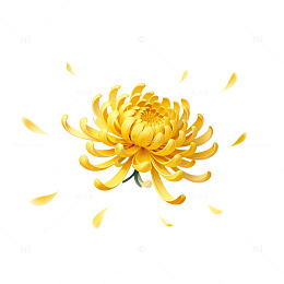 菊花插画设计素材