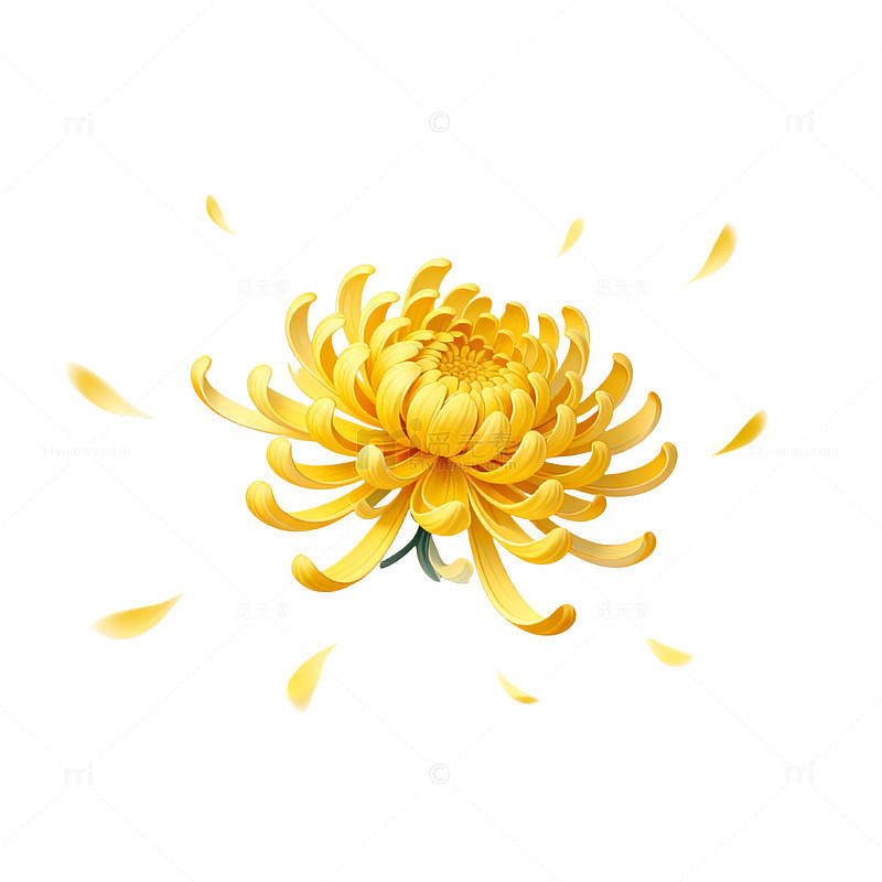菊花插画设计素材