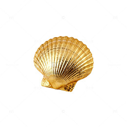 金色贝壳装饰元素海鲜贝壳