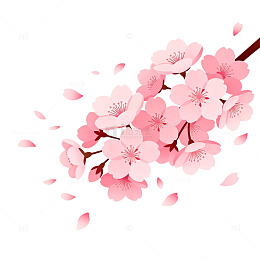 樱花盛开插画设计素材