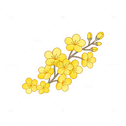 手绘黄色小花插画