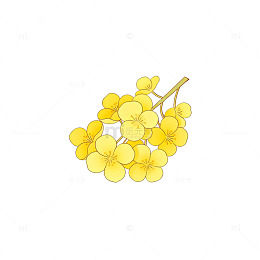 手绘黄色小花插画素材