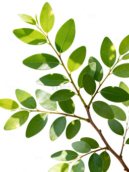 清新绿叶植物特写