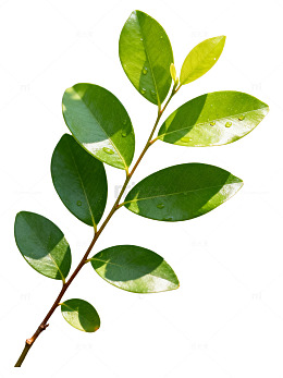 清新绿叶植物图片素材