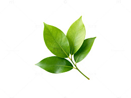 清新绿叶植物特写