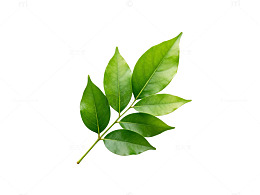绿色树叶清新背景片