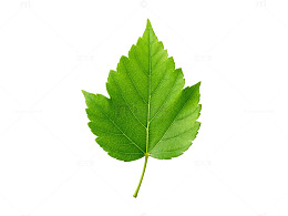 绿色树叶自然植物素材