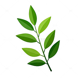简洁风格绿叶植物插画