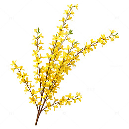 迎春花插画装饰元素