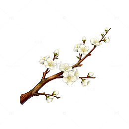 手绘梅花枝条插画素材