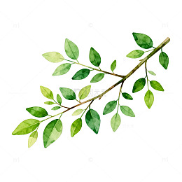 水彩植物枝条插画