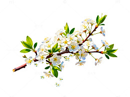 春季花卉插画素材