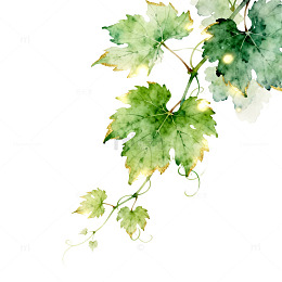 水彩葡萄叶插画素材