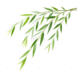 翠绿柳叶手绘插画
