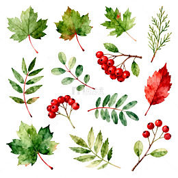 水彩植物插画秋叶红果装饰素材