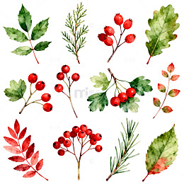 水彩植物插画素材