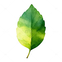 水彩绿叶植物插画