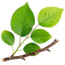 绿色植物枝叶素材