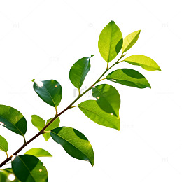 清新绿叶植物特写