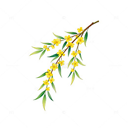 水彩风格迎春花插画