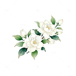 水彩花卉插画栀子花