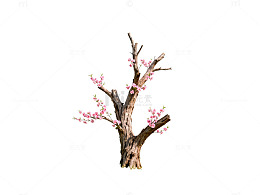 枯树开花春光美