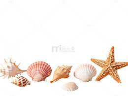 海滩贝壳星状物