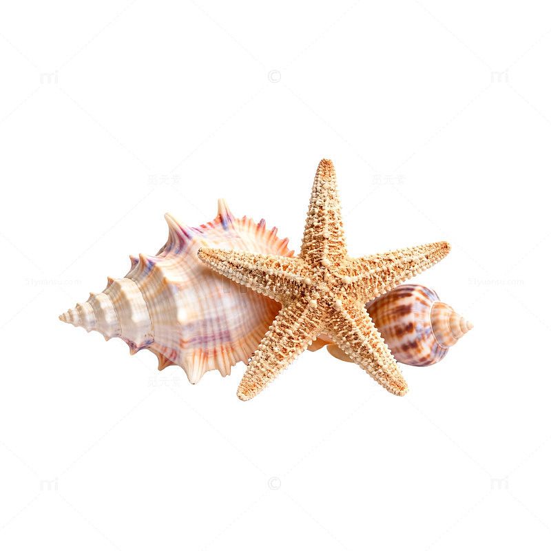 海边贝壳星形装饰素材