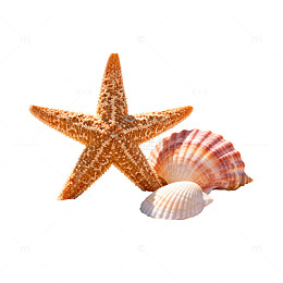 海滩贝壳静物