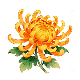 菊花插画