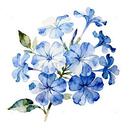 水彩蓝花绽放艺术装饰画