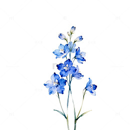 水彩蓝色花朵插画素材