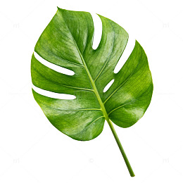 极简风热带植物龟背竹叶片设计素材