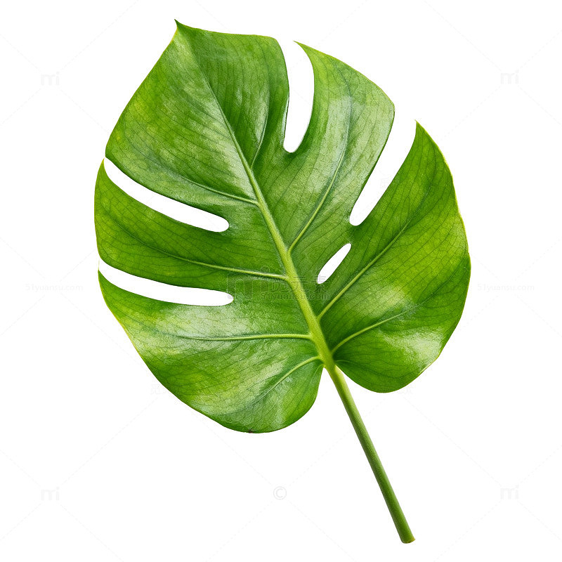 极简风热带植物龟背竹叶片设计素材