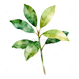 水彩风绿叶植物手绘插画设计素材