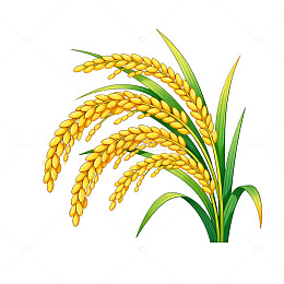 矢量风丰收稻穗植物插画素材