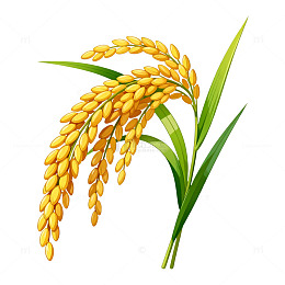 矢量风金黄稻穗植物插画设计素材