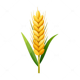 矢量风金黄麦穗植物插画设计素材