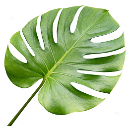 清新风龟背竹绿叶植物设计素材