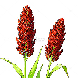 插画风高粱植物手绘设计素材