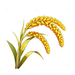 矢量风金秋谷物谷穗植物插画素材