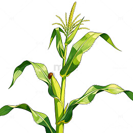 手绘风玉米植株植物插画设计素材