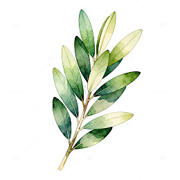 水彩风绿叶枝条植物插画设计素材