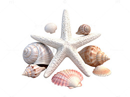 简约风海洋贝壳星鱼设计素材
