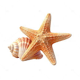 写实风海洋生物海星贝壳设计素材