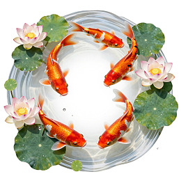 锦鲤游于莲花池中图片