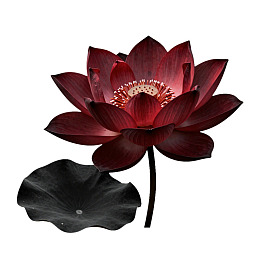 深红色莲花与黑色莲叶