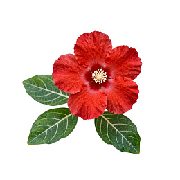 红色木槿花与绿叶特写
